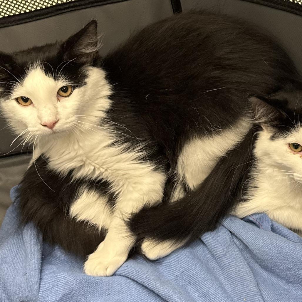Enlarge Siesta, a Adoptable Domestic Medium Hair in Eden Prairie, MN image 4/6