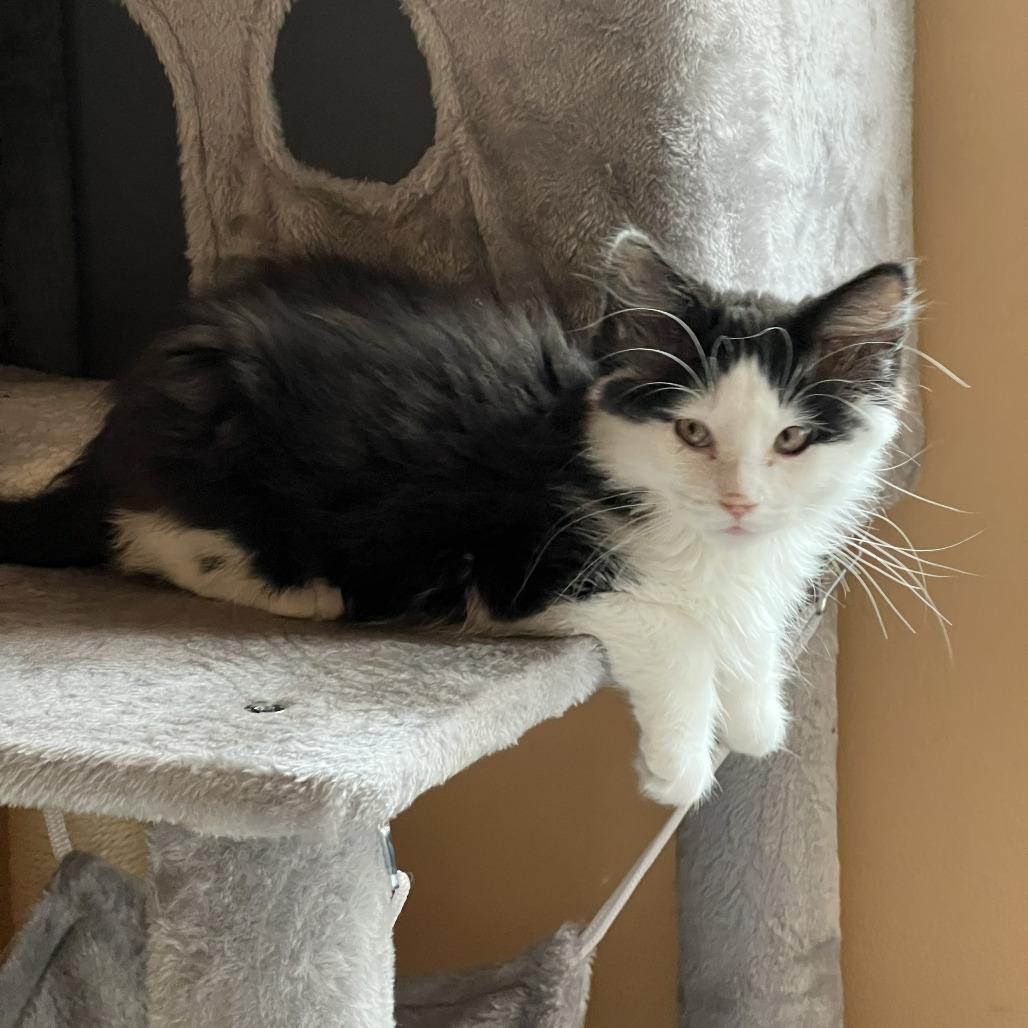 Enlarge Siesta, a Adoptable Domestic Medium Hair in Eden Prairie, MN image 5/6