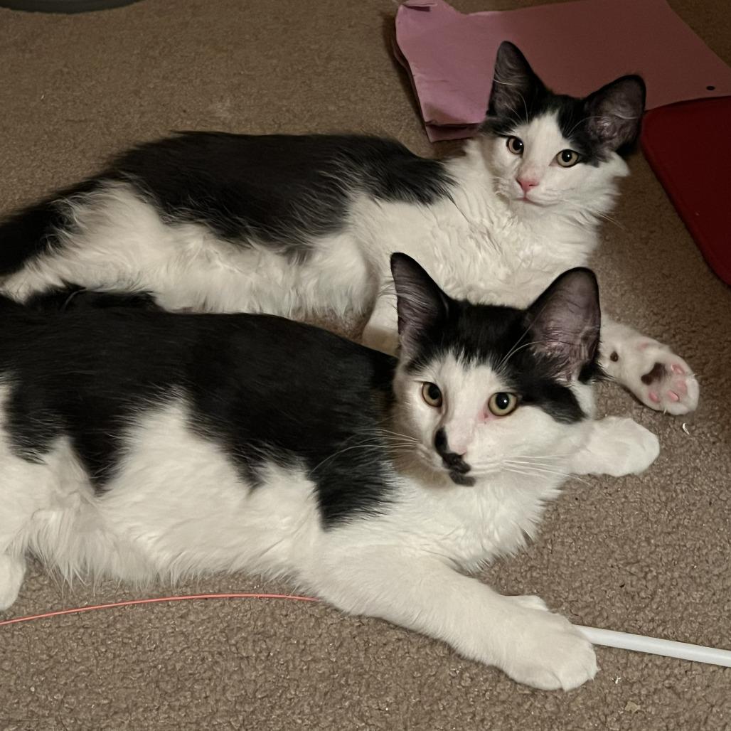 Enlarge Siesta, a Adoptable Domestic Medium Hair in Eden Prairie, MN image 6/6