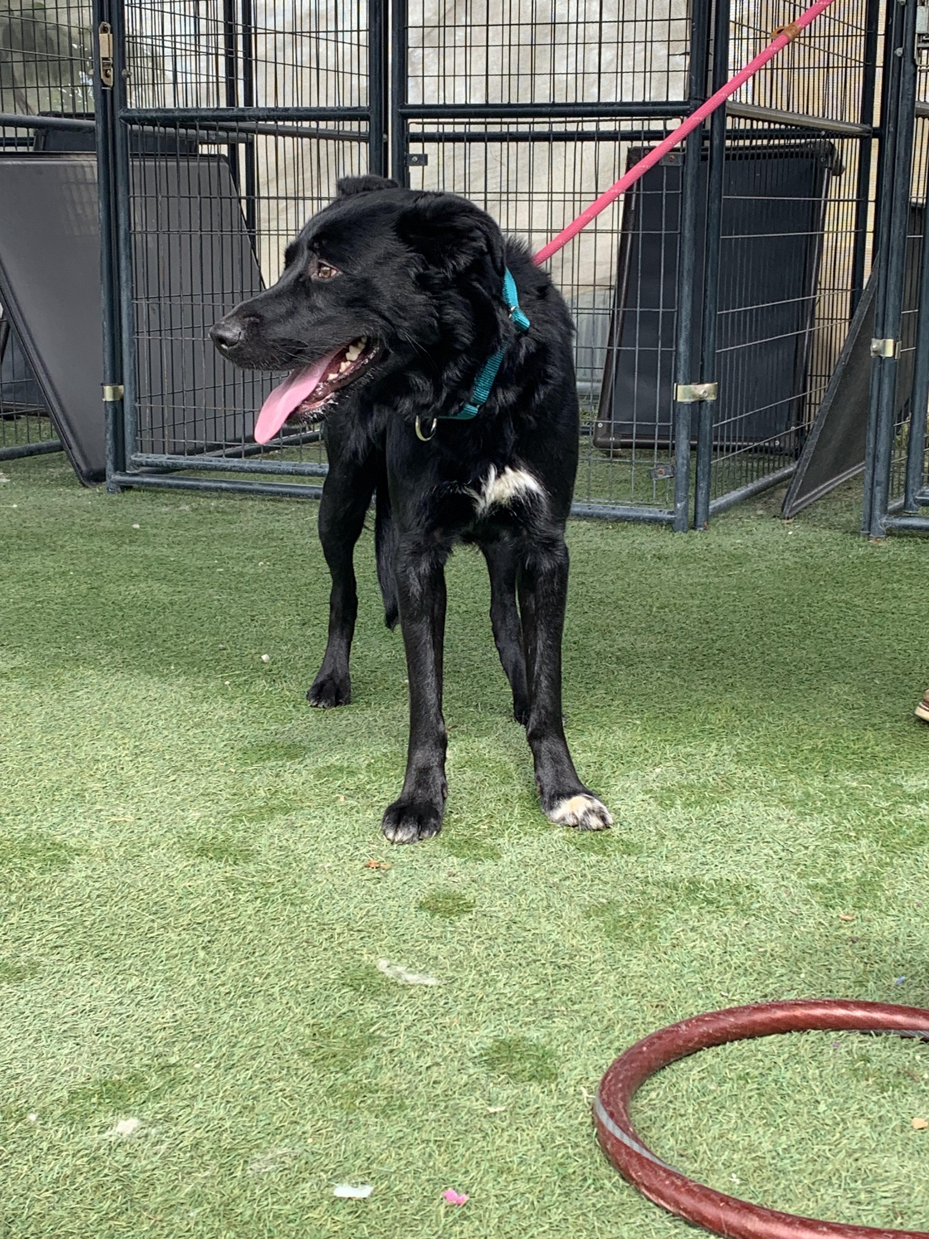 Enlarge Beethoven, a ADOPTABLE mixed breed in Grass Valley, CA image 2/4