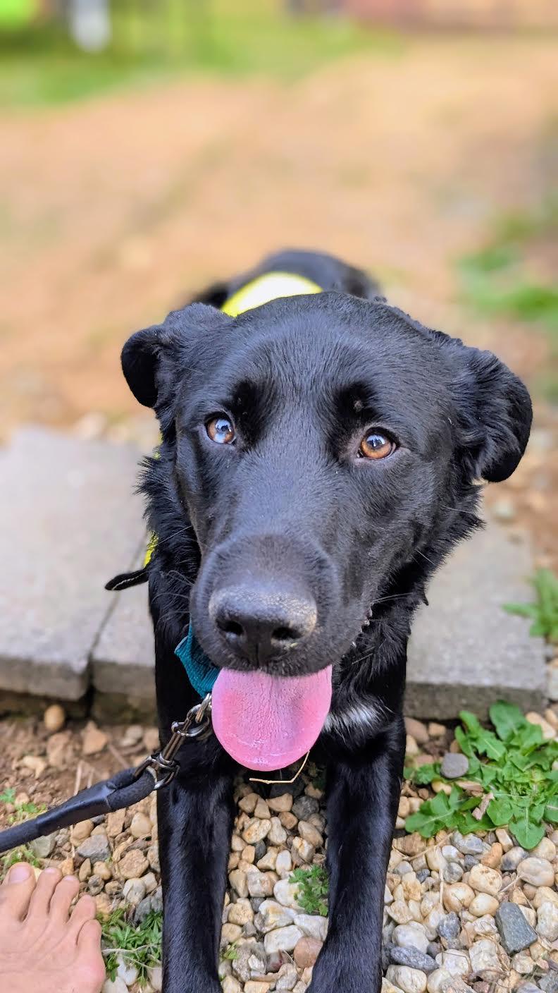 Beethoven, ADOPTABLE, Young Male Shepherd.