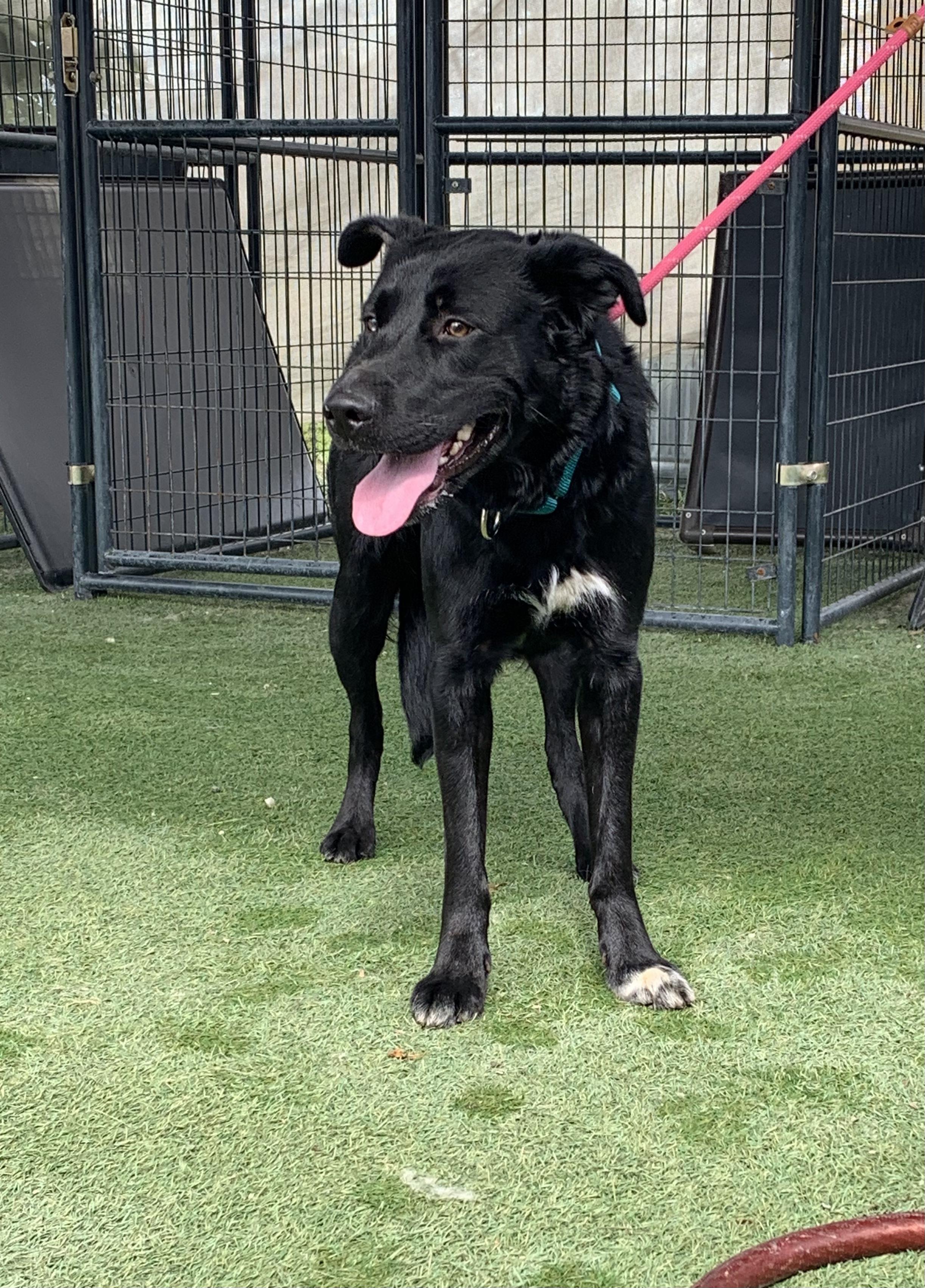 Enlarge Beethoven, a ADOPTABLE mixed breed in Grass Valley, CA image 1/4