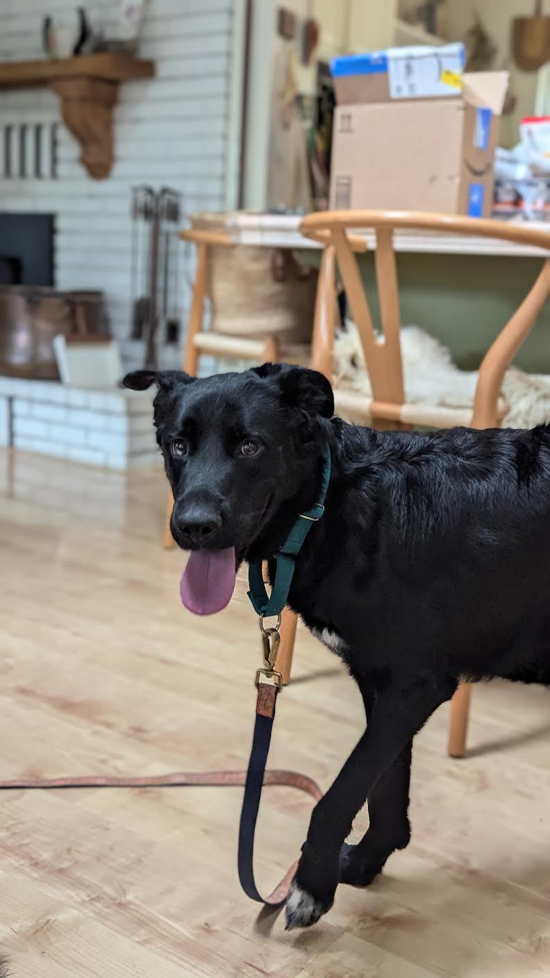 Enlarge Beethoven, a ADOPTABLE mixed breed in Grass Valley, CA image 3/4
