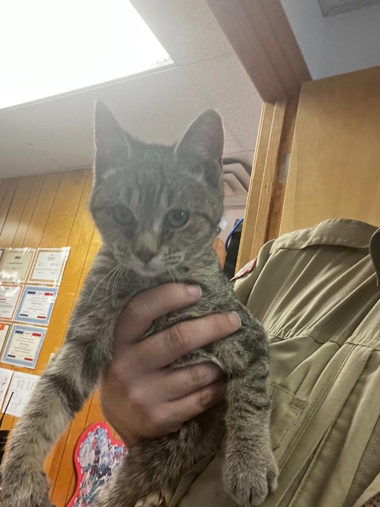 Silverstream, Adoptable, Young Female Domestic Short Hair.