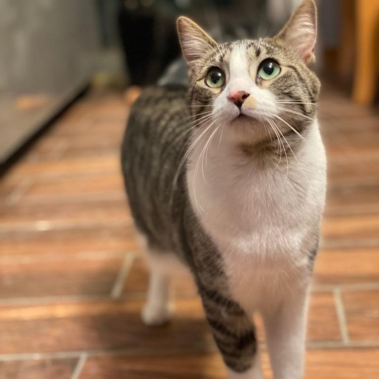 Frodo, a Adoptable Domestic Short Hair in Manhattan, IL image 1/6