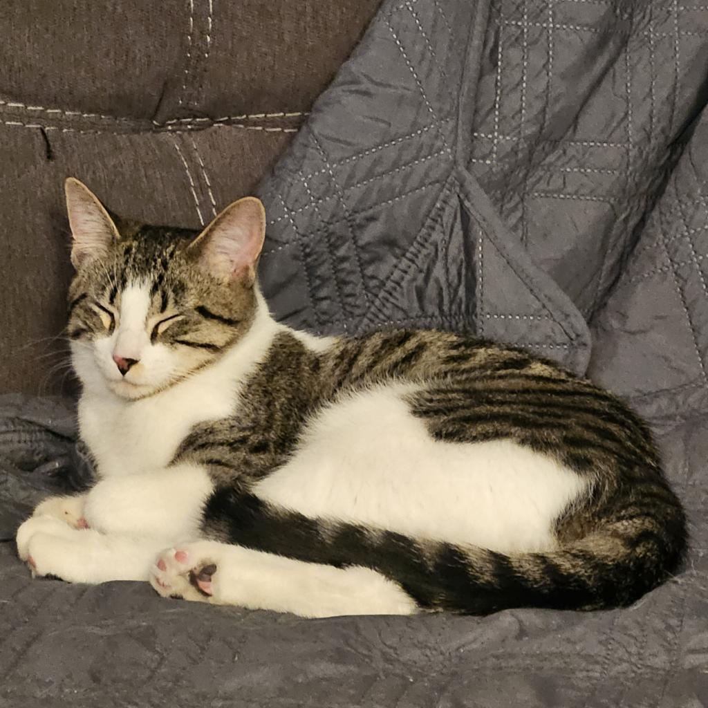 Frodo, a Adoptable Domestic Short Hair in Manhattan, IL image 2/6