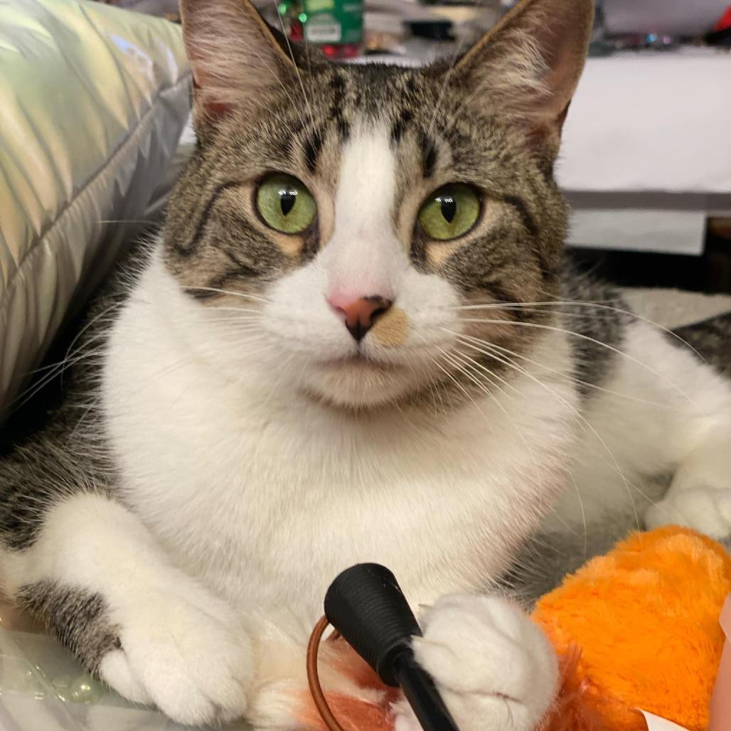 Frodo, a Adoptable Domestic Short Hair in Manhattan, IL image 5/6