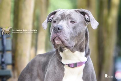Enlarge 91775a Ms. Virginia - VIP, a Adoptable mixed breed in North Charleston, SC image 1/3