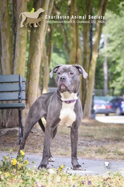 Enlarge 91775a Ms. Virginia - VIP, a Adoptable mixed breed in North Charleston, SC image 2/3