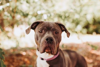 Enlarge 91775a Ms. Virginia - VIP, a Adoptable mixed breed in North Charleston, SC image 3/3