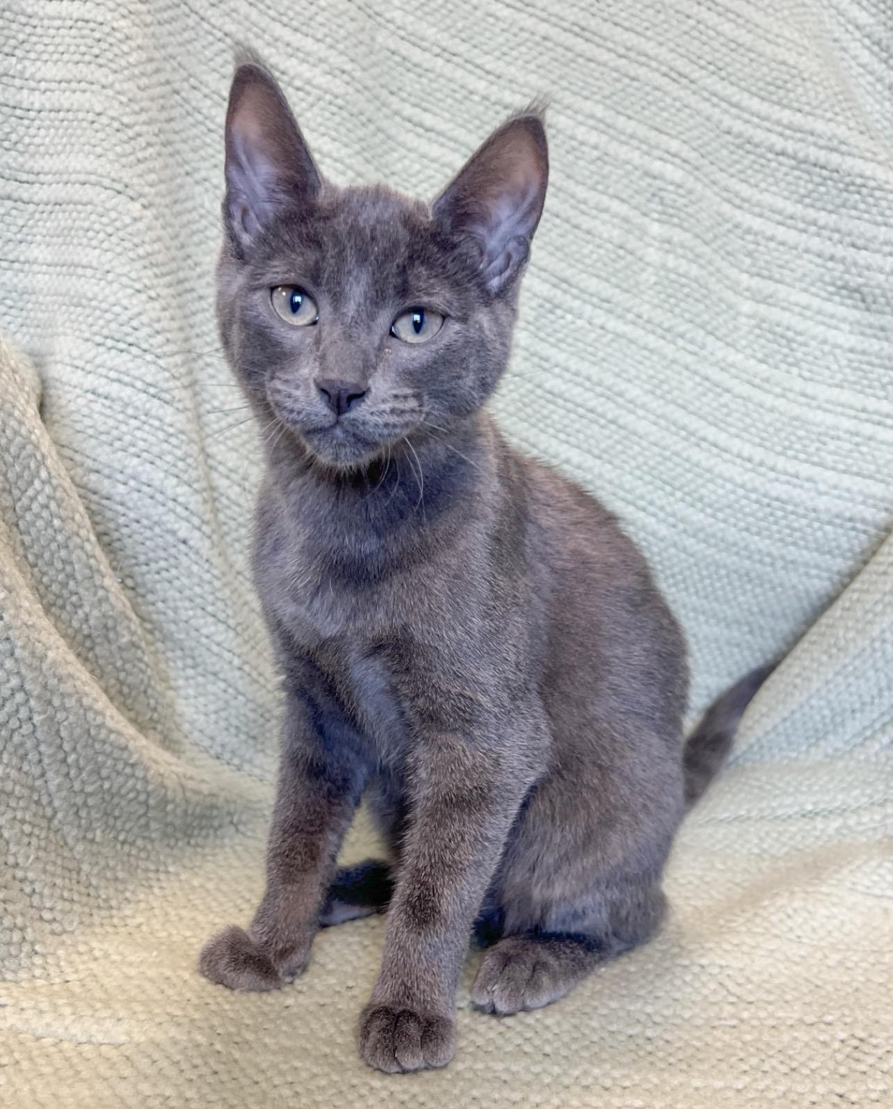 Enlarge Bentley, an adopted Domestic Short Hair in St. Ignace, MI image 2/2