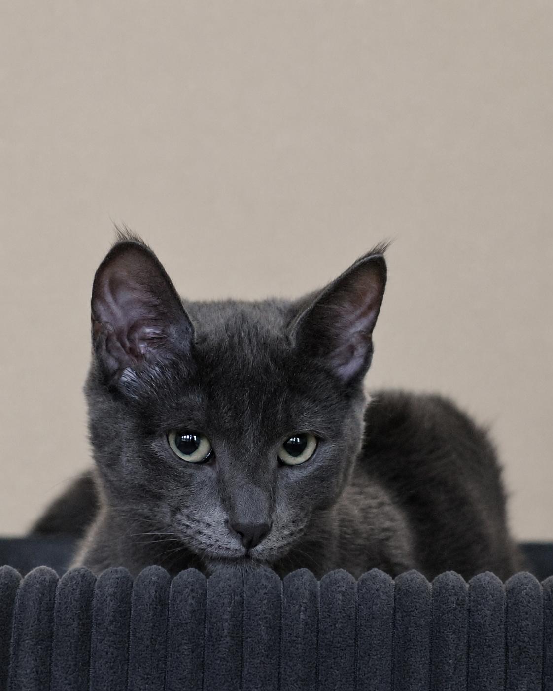 Bentley, adopted, Kitten Male Domestic Short Hair.
