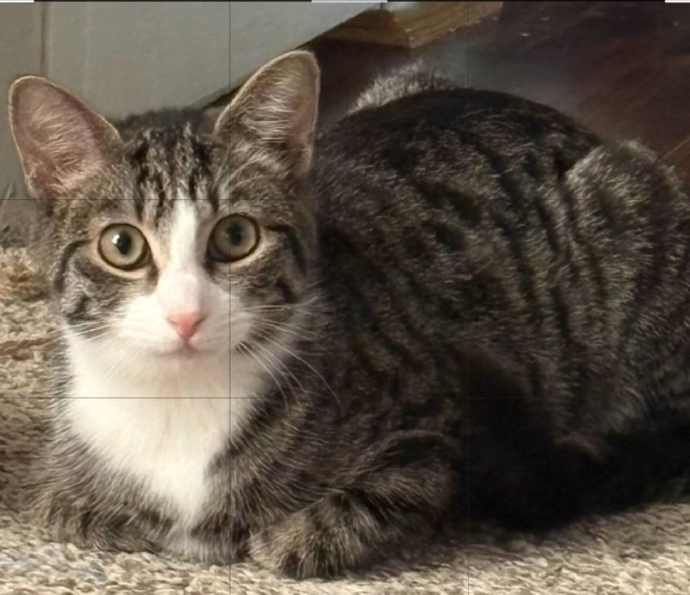 Enlarge Wilma W, a Adoptable mixed breed in Darien, GA image 1/1