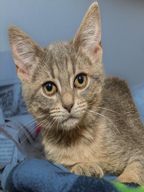MAPLE, Adoptable, Kitten Female Domestic Short Hair & Extra-Toes Cat / Hemingway Polydactyl.