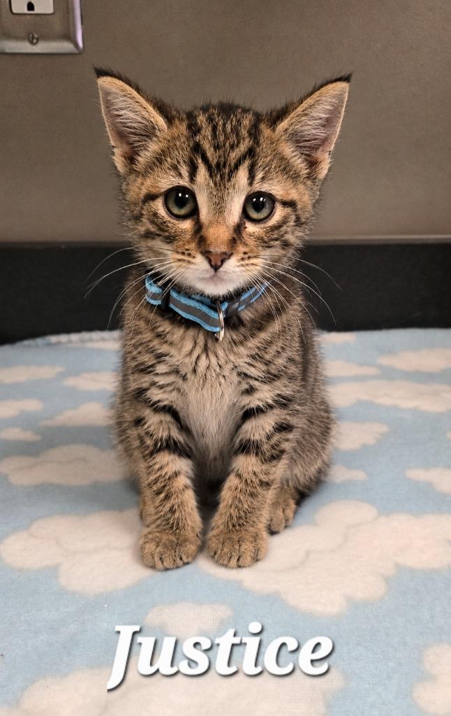 Justice, Adopted, Kitten Male Domestic Short Hair.