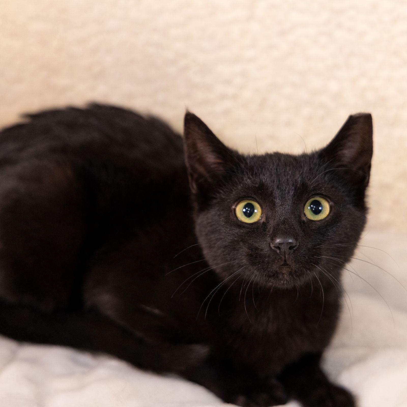 Enlarge Pumpkin, a Adopted Domestic Short Hair in Garland, TX image 1/3