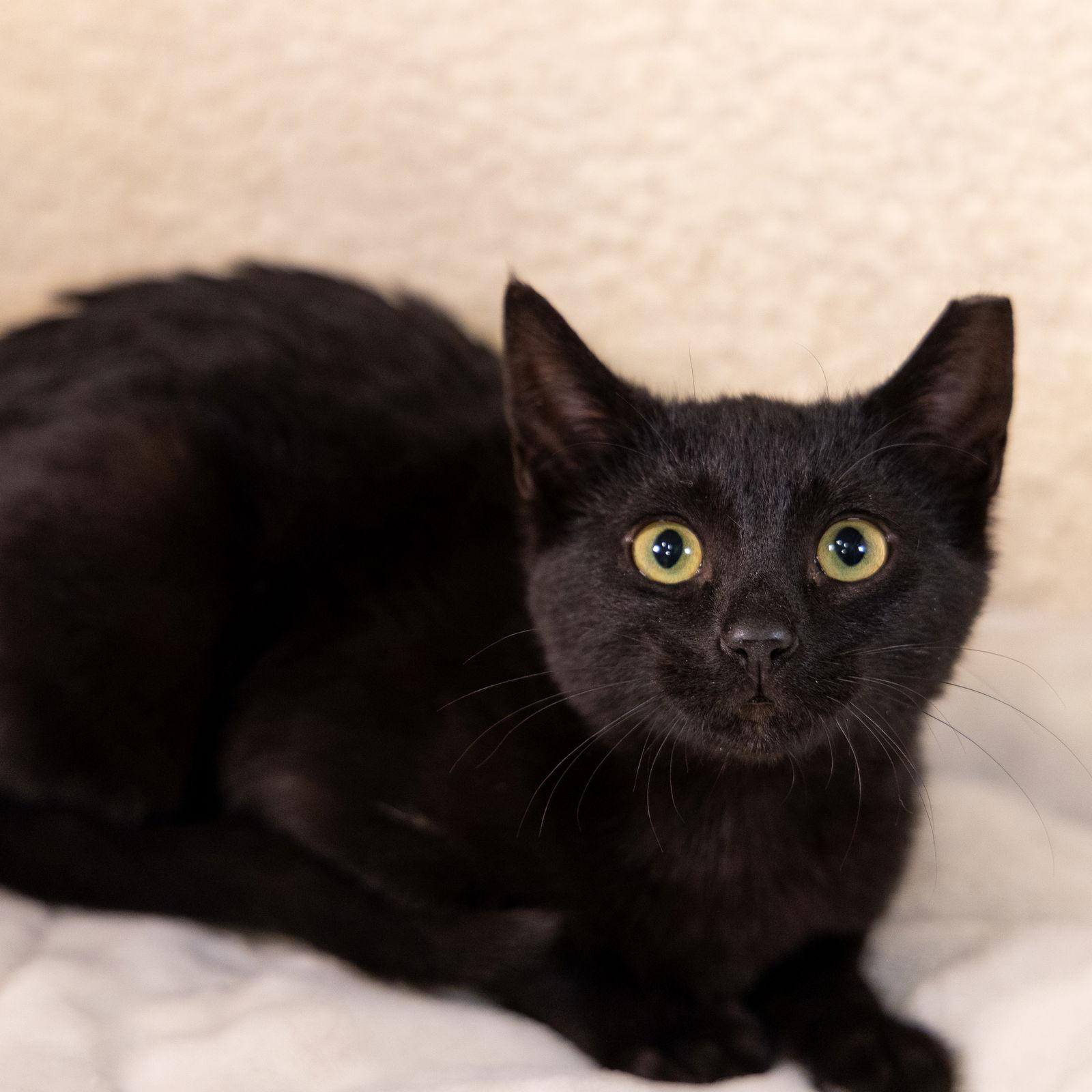 Enlarge Pumpkin, a Adopted Domestic Short Hair in Garland, TX image 3/3