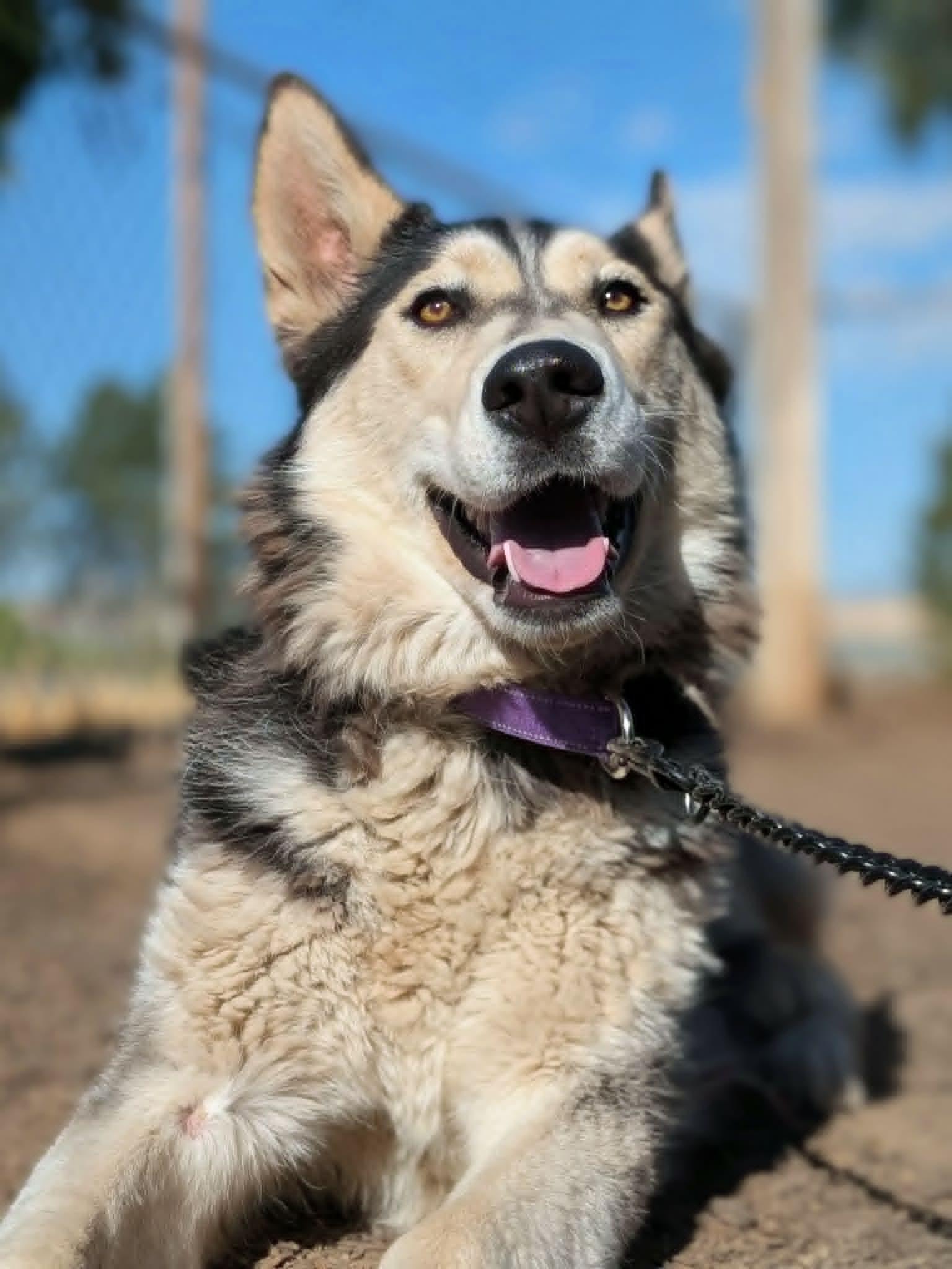 Kela, a ADOPTABLE Siberian Husky in Santaquin, UT image 3/4