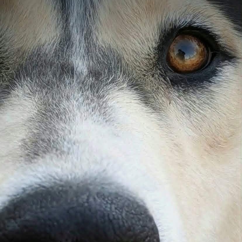 Kela, ADOPTABLE, Young Female Siberian Husky.