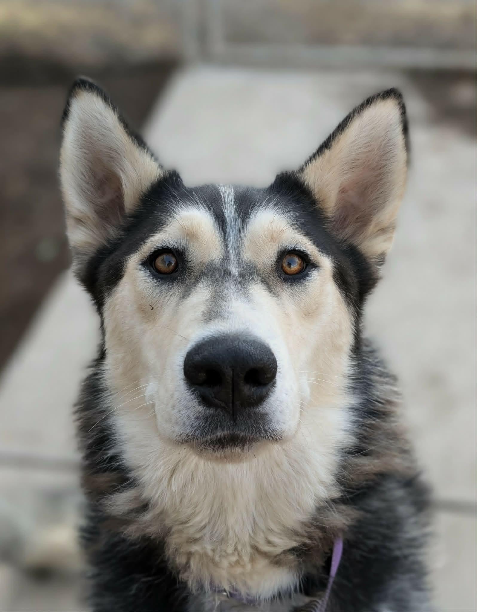 Kela, a ADOPTABLE Siberian Husky in Santaquin, UT image 4/4