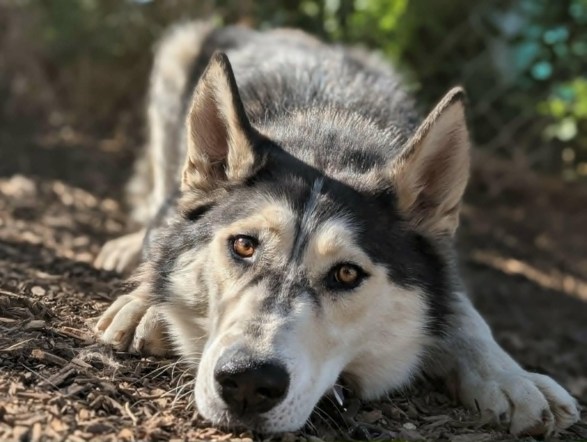 Kela, a ADOPTABLE Siberian Husky in Santaquin, UT image 2/4