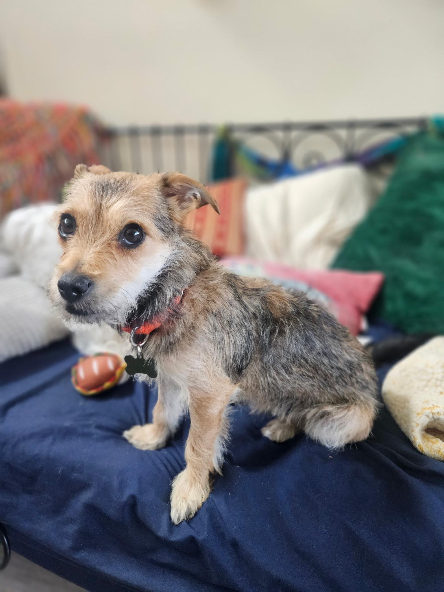 Enlarge Rusty, a Adopted mixed breed in North Vancouver, BC image 4/6