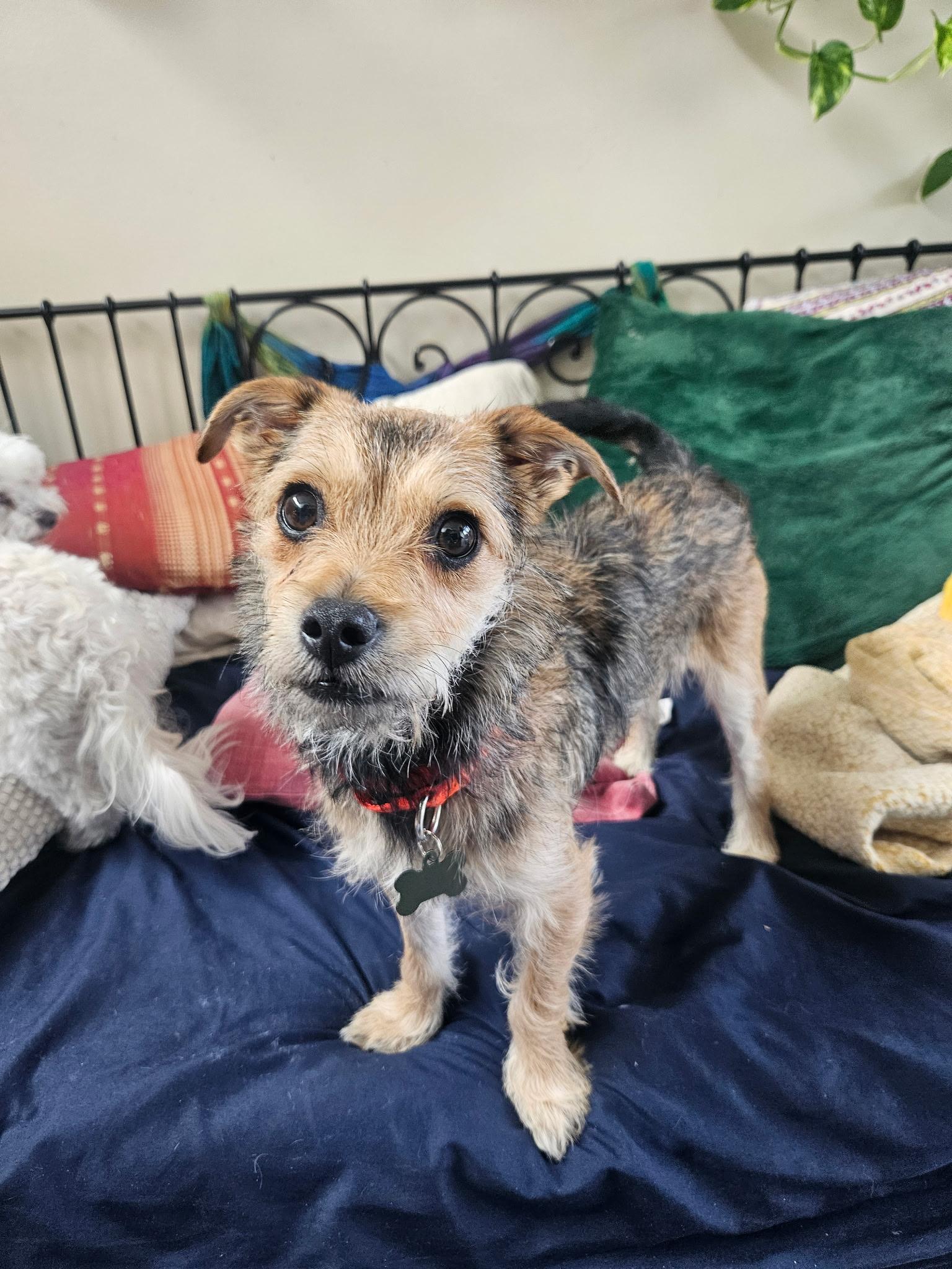 Enlarge Rusty, a Adopted mixed breed in North Vancouver, BC image 1/6