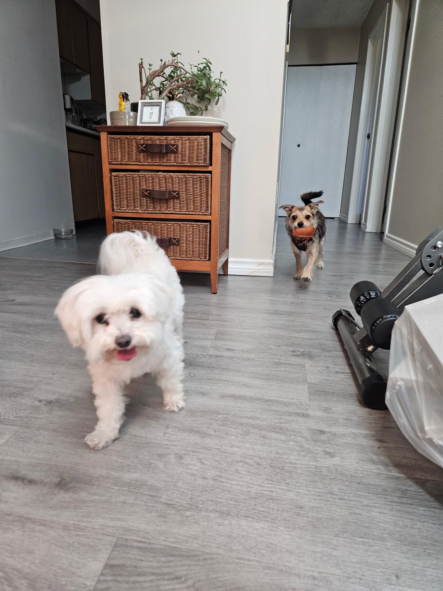 Enlarge Rusty, a Adopted mixed breed in North Vancouver, BC image 6/6