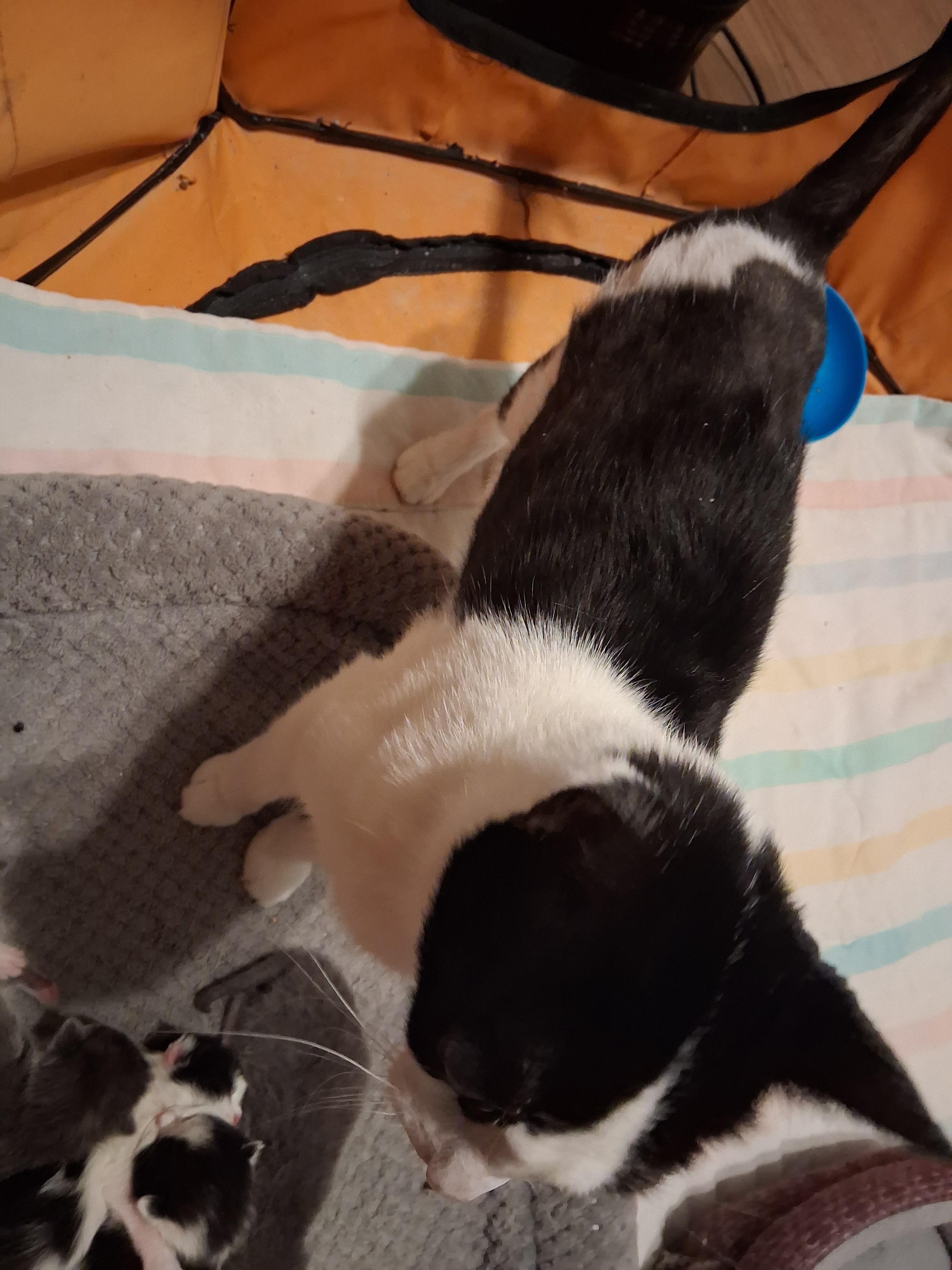 Enlarge Luna, a ADOPTABLE Domestic Short Hair in Greensboro, NC image 1/1