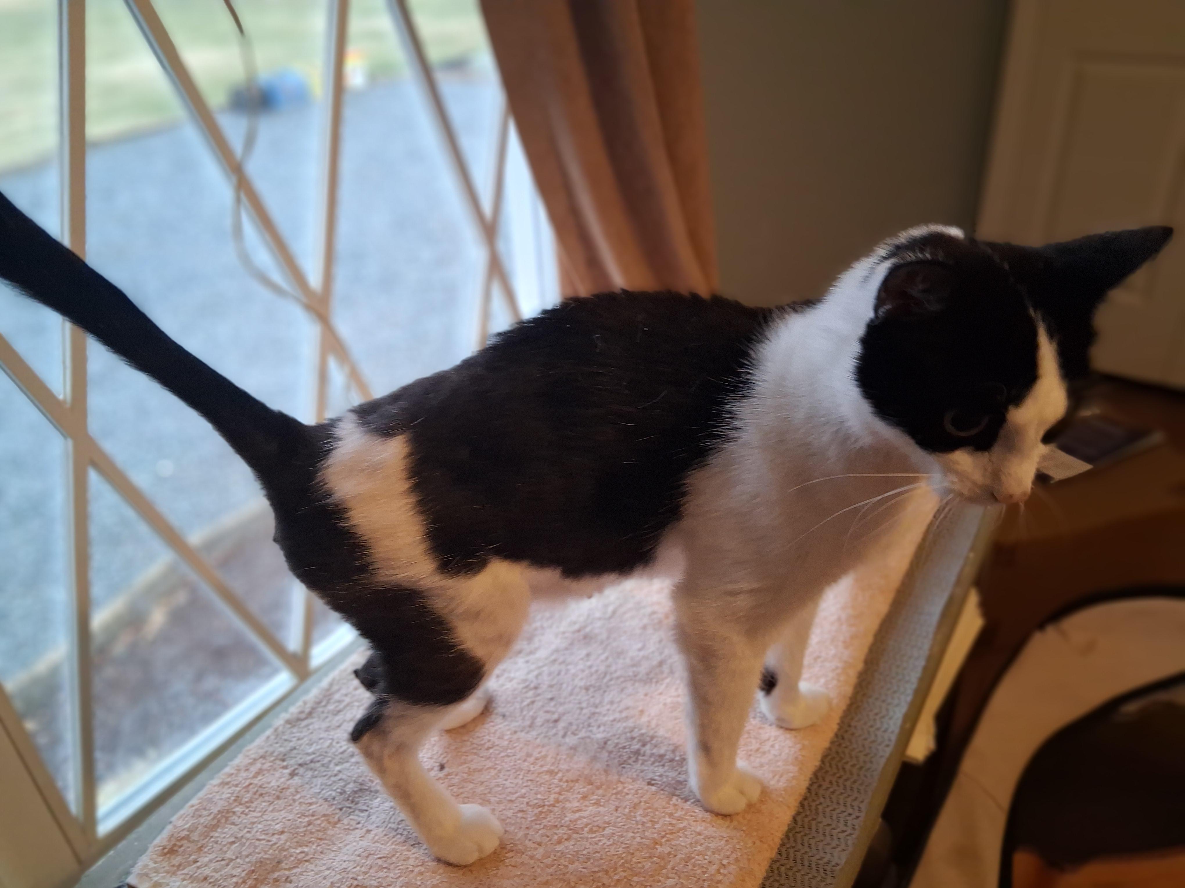 Luna, ADOPTABLE, Adult Female Domestic Short Hair.