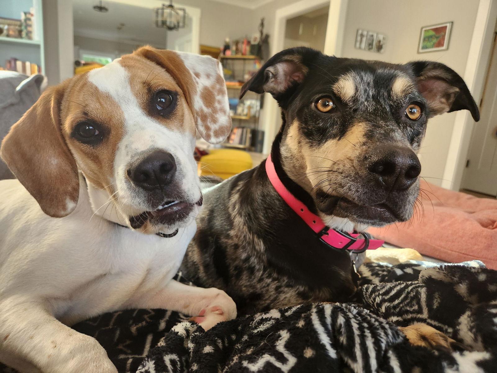 Aulait, Adoptable, Young Female Hound.