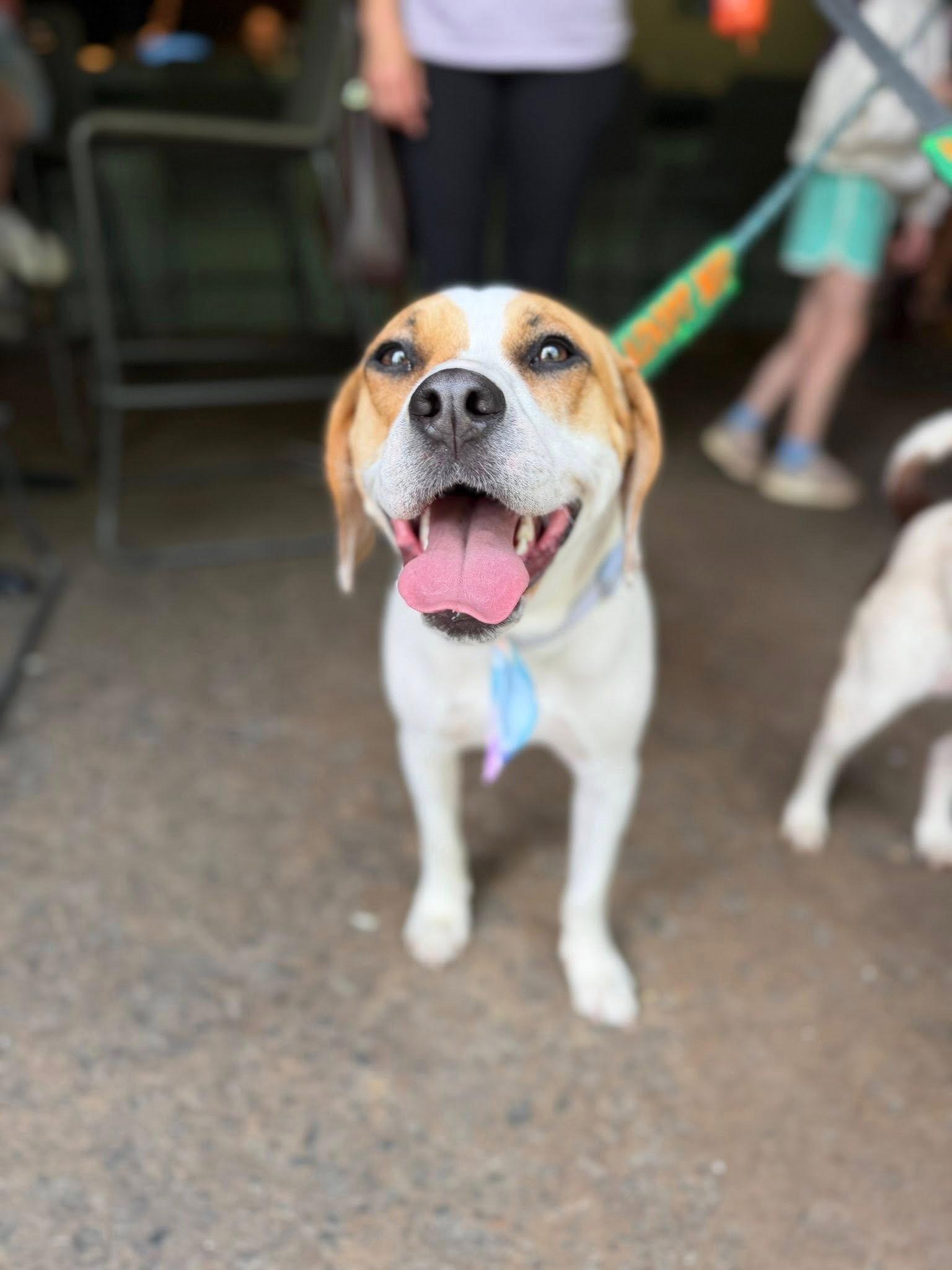 Enlarge Aulait, a Adoptable Hound in Greenville, SC image 1/3