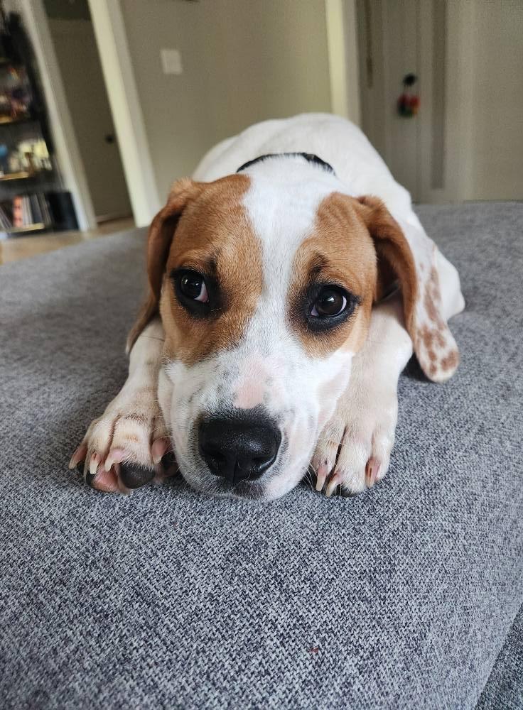 Aulait, a Adoptable Hound in Greenville, SC image 2/3