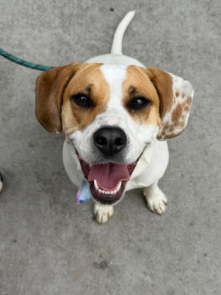 Enlarge Aulait, a Adoptable Hound in Greenville, SC image 2/3