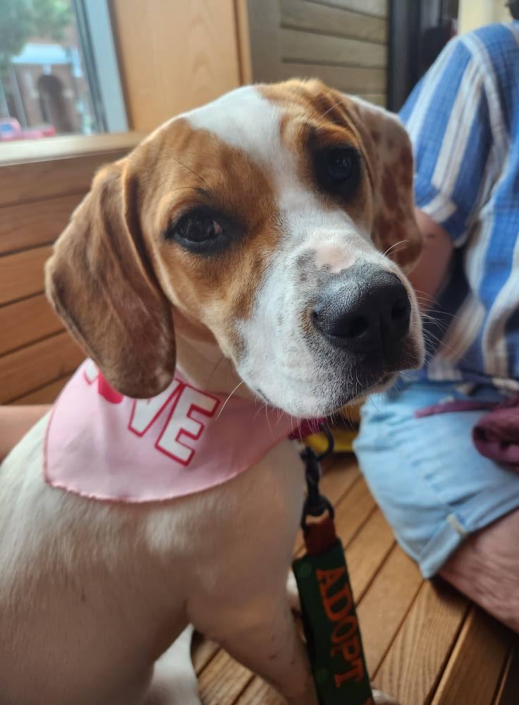 Aulait, a Adoptable Hound in Greenville, SC image 3/3