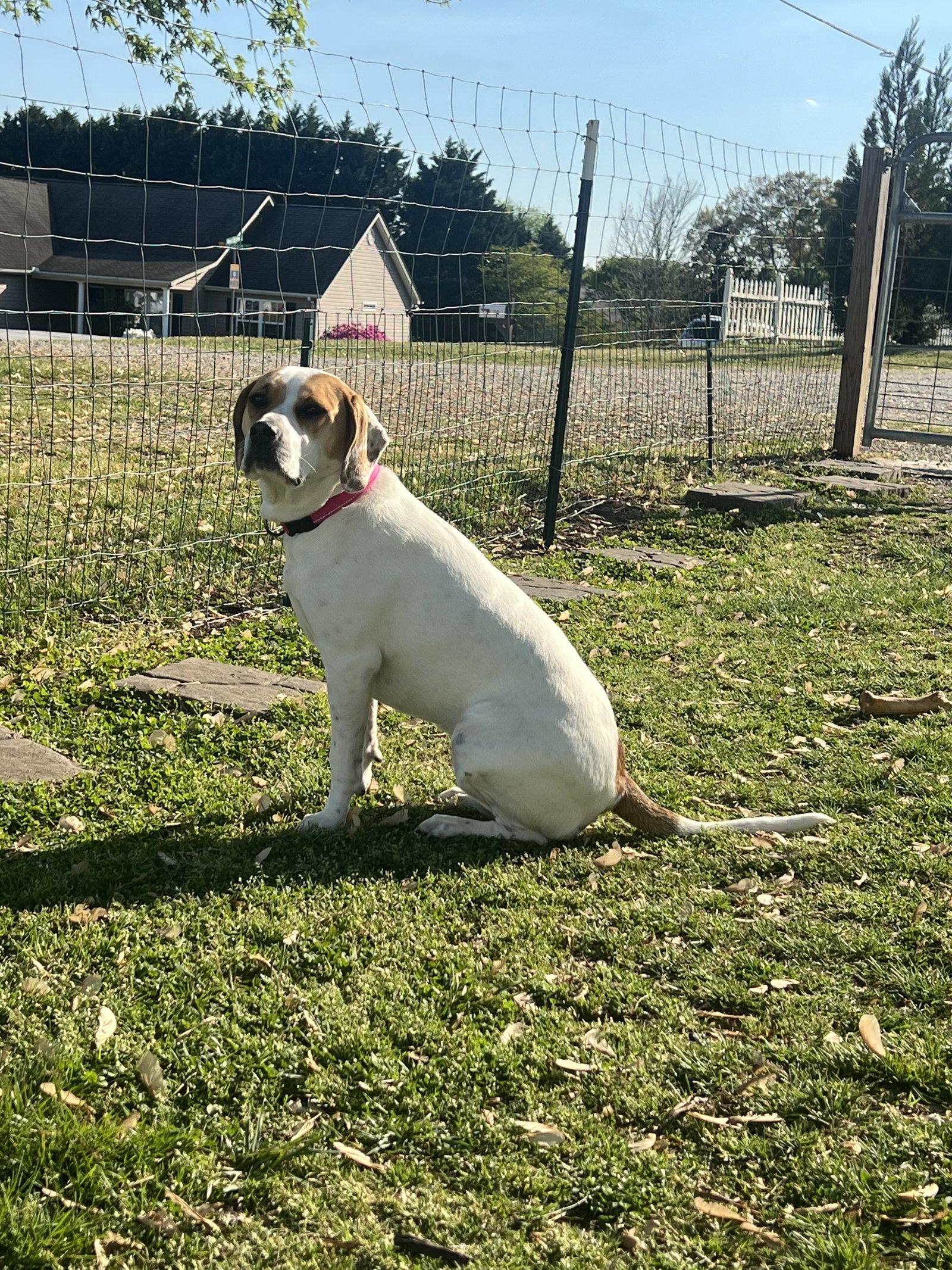 Enlarge Aulait, a Adoptable Hound in Greenville, SC image 3/3