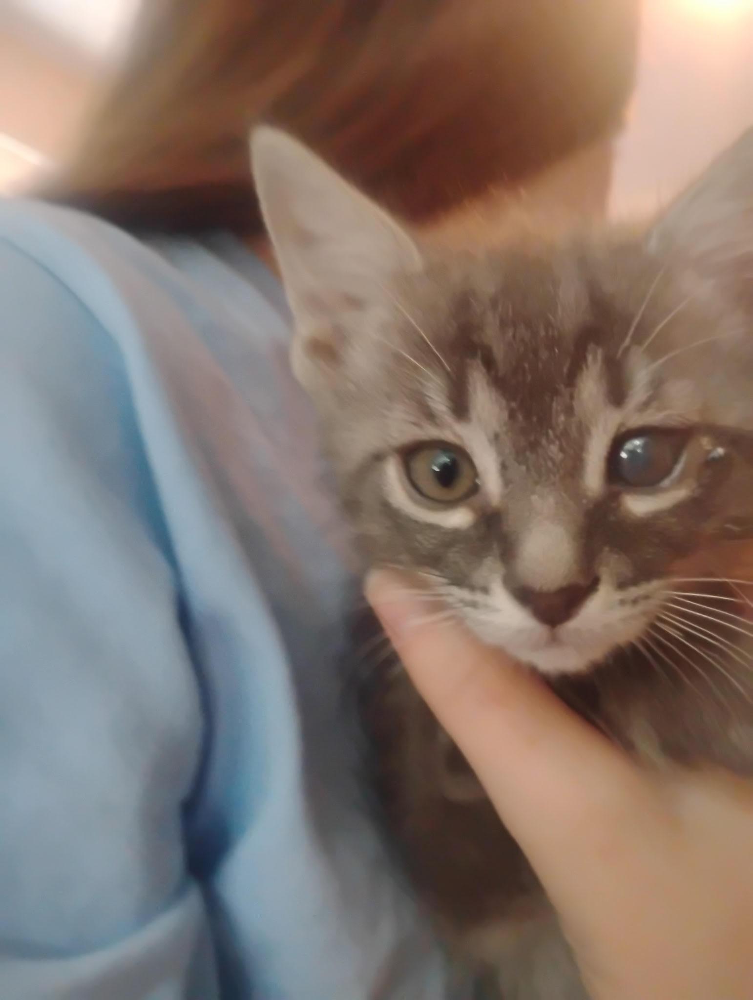 Enlarge Luna, a Adopted Domestic Short Hair in Rootstown, OH image 1/1