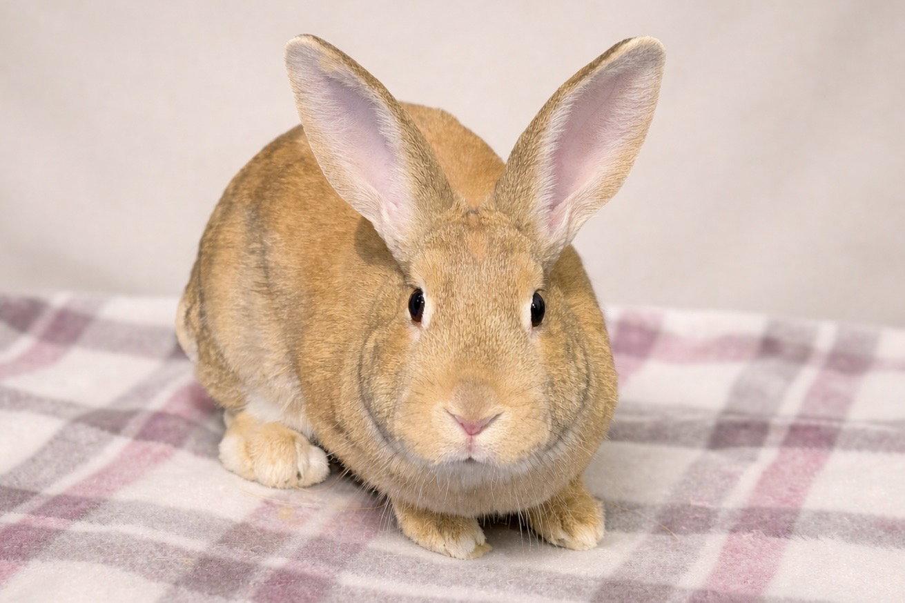 Enlarge Taylor, a Adopted Bunny Rabbit in Marshfield, WI image 1/1