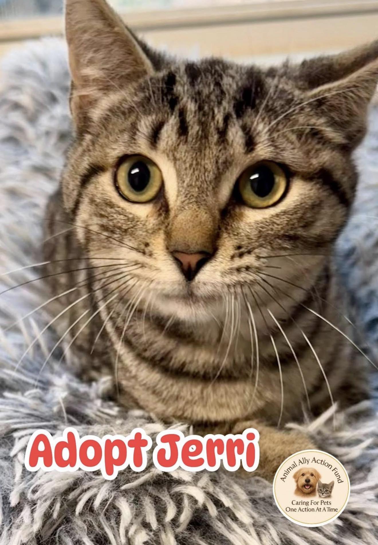 Jerri, Adoptable, Young Male Tabby.