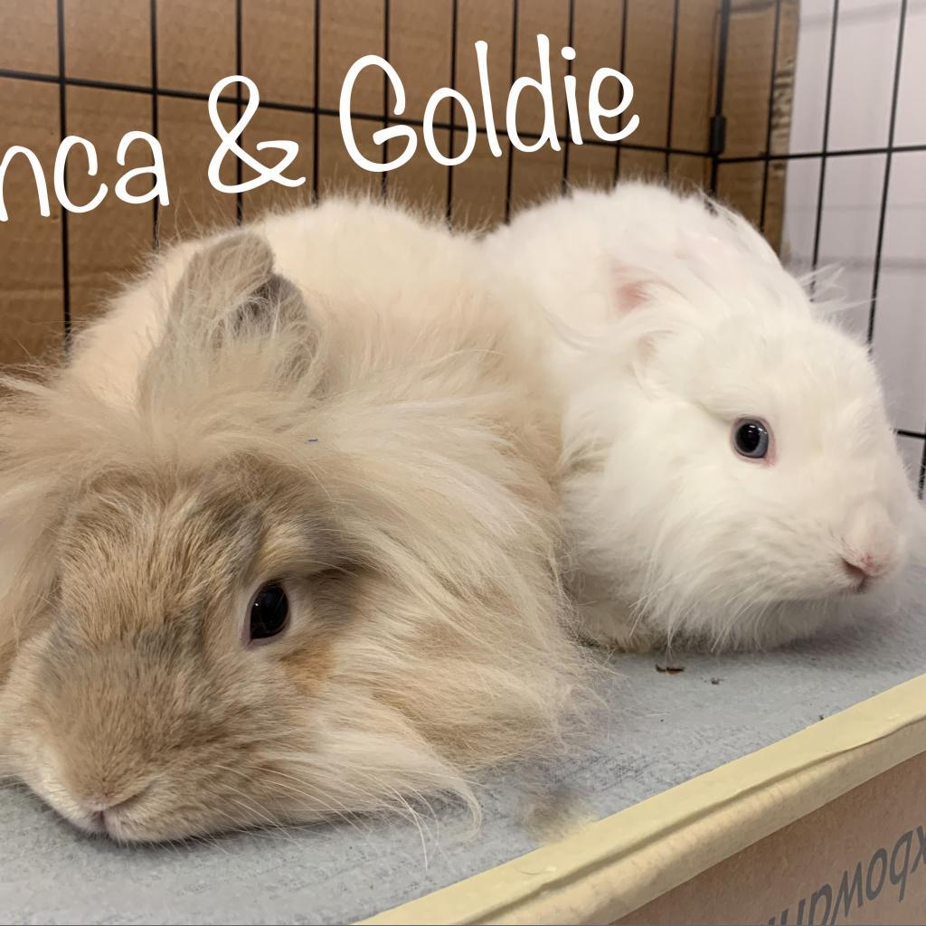 Bianca, Adoptable, Senior Female Lionhead & Angora Rabbit.