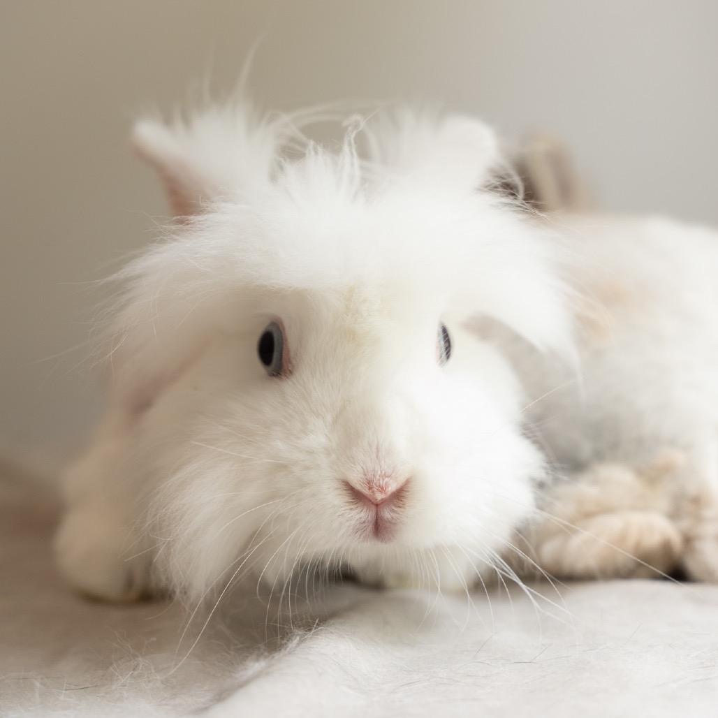 Enlarge Bianca, a Adoptable mixed breed in Kennesaw, GA image 2/3