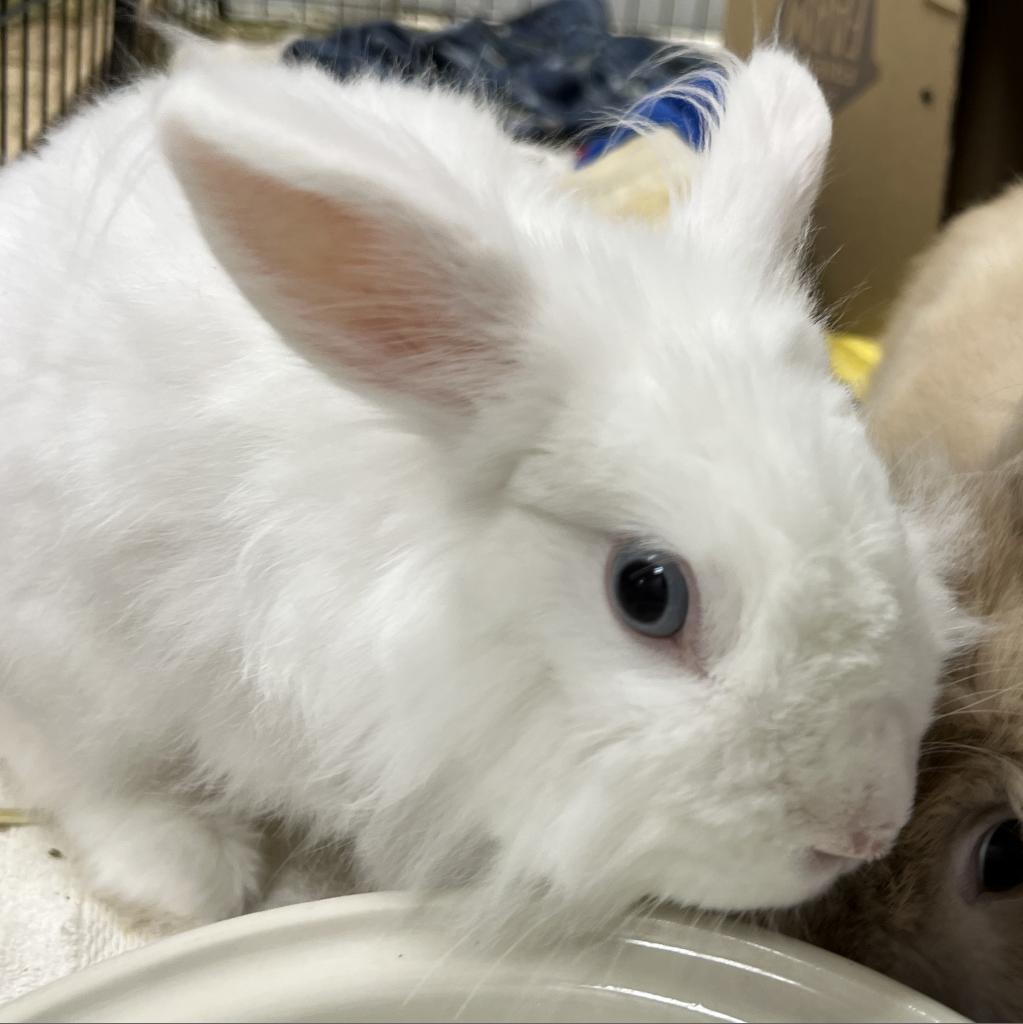 Enlarge Bianca, a Adoptable mixed breed in Kennesaw, GA image 3/3