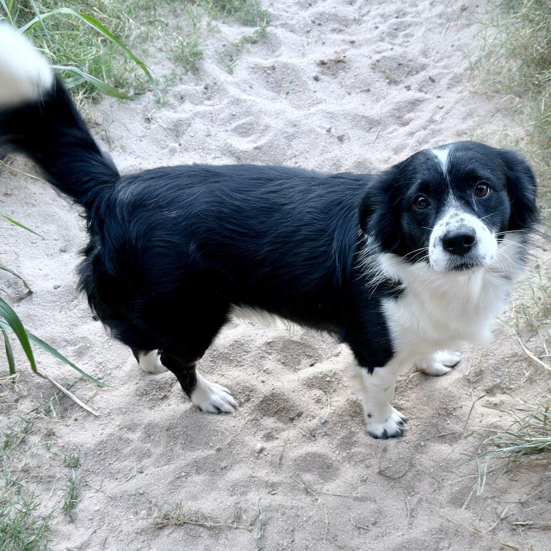 Enlarge Malachi, an adopted mixed breed in Centerville, GA image 2/2