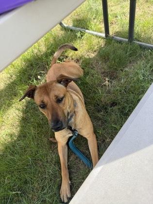 Laverne, Adoptable, Adult Female Mixed Breed & Mixed Breed.
