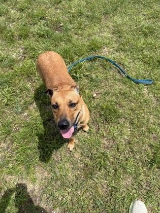 Enlarge Laverne, a Adoptable mixed breed in Traverse City, MI image 2/3