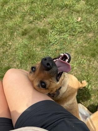 Enlarge Laverne, a Adoptable mixed breed in Traverse City, MI image 3/3