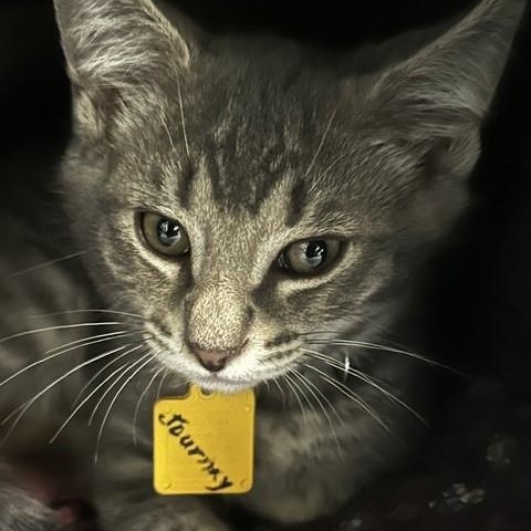 Journey - Handsome Kitten, a ADOPTABLE Tabby in Hoquiam, WA image 2/6