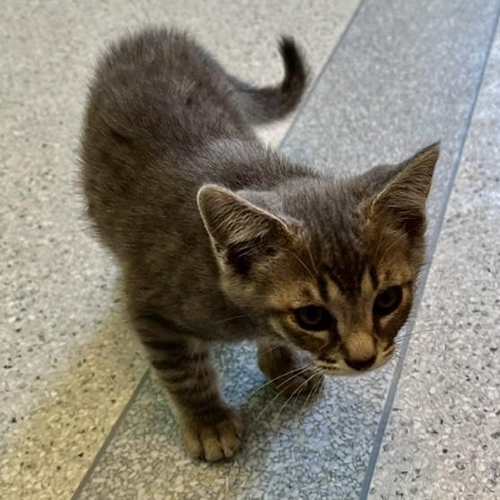 Journey - Handsome Kitten, a ADOPTABLE Tabby in Hoquiam, WA image 5/6