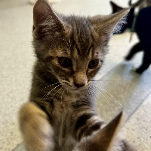 Journey - Handsome Kitten, a ADOPTABLE Tabby in Hoquiam, WA image 4/6