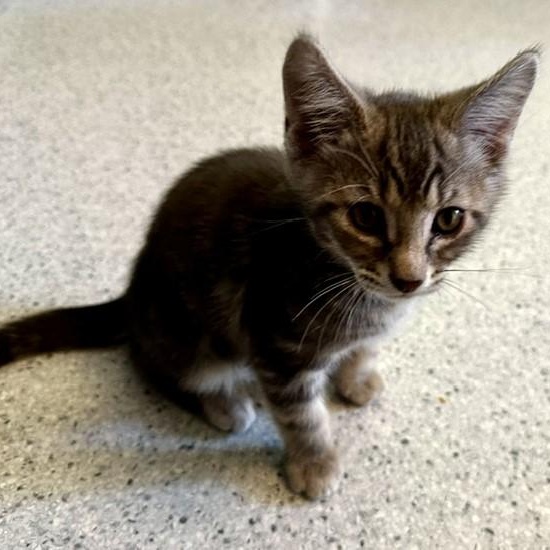 Journey - Handsome Kitten, a ADOPTABLE Tabby in Hoquiam, WA image 1/6
